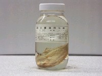 藏品(平鰺)的圖片
